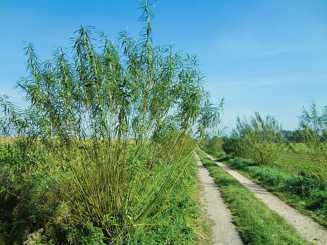 Korbweide