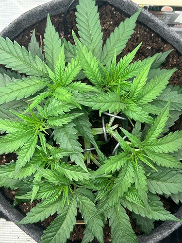 Growreport Bild 13