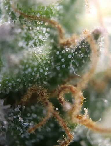 Growreport Bild 8