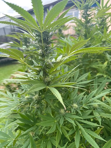 Growreport Bild 30