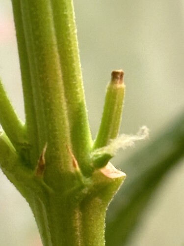 Growreport Bild 27