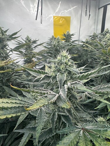 Growreport Bild 3