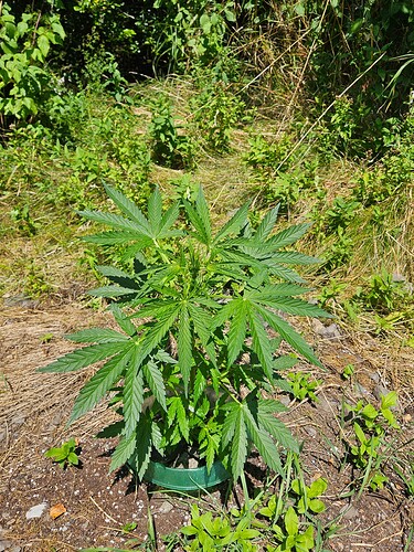 Growreport Bild 13