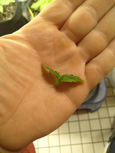 Growreport Bild 5