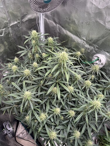 Growreport Bild 3