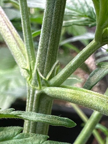 Growreport Bild 38