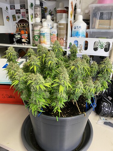 Growreport Bild 2