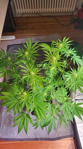 Growreport Bild 14