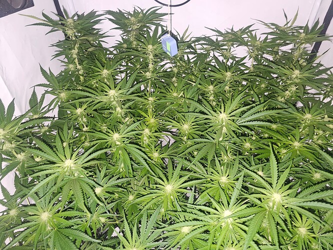 Growreport Bild 27