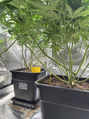Growreport Bild 49