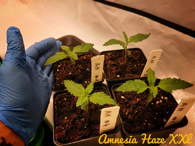 IMG_20241128_203134-01