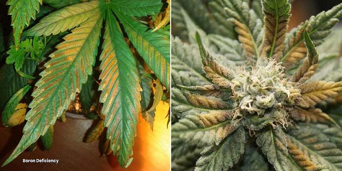 Boron-deficiency
