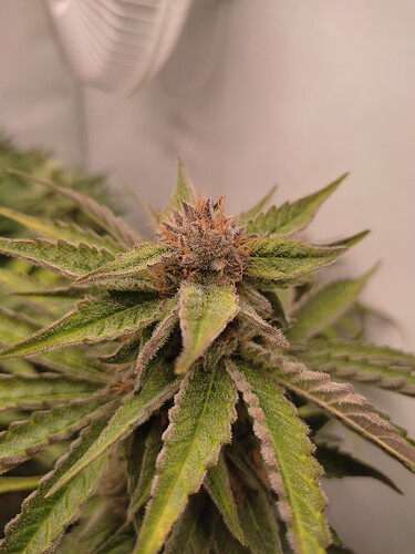 Growreport Bild 51