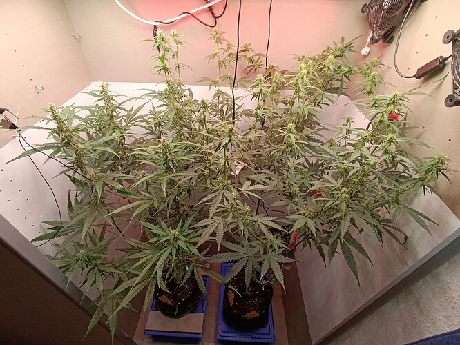 Growreport Bild 5