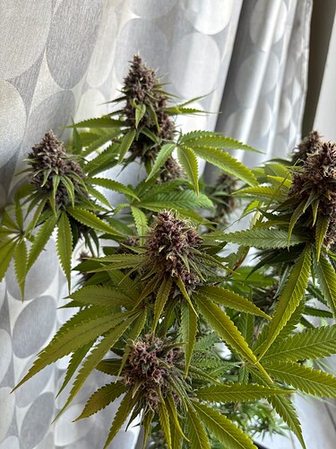 Growreport Bild 8