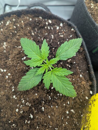 PXL_20250309_072935481