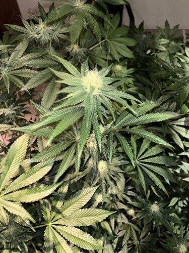Growreport Bild 35