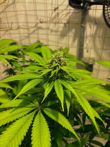 Growreport Bild 2
