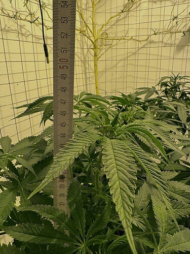 Growreport Bild 6
