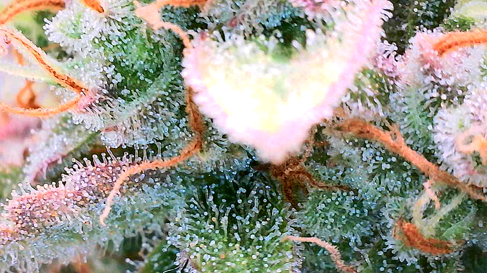 Growreport Bild 44
