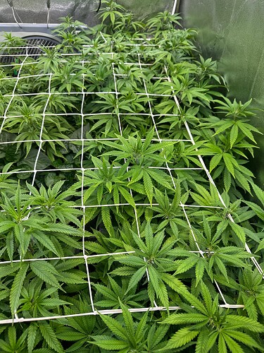 Growreport Bild 33