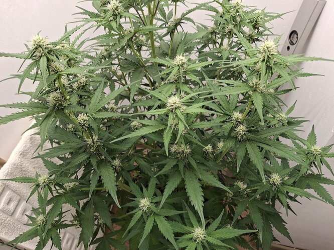 Growreport Bild 111