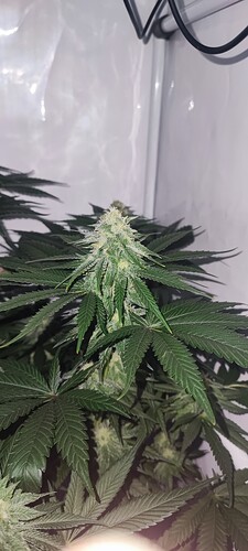 Growreport Bild 3