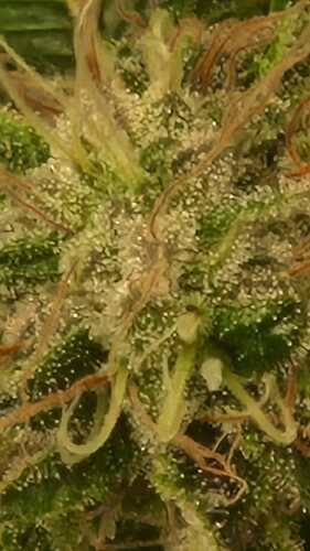 Growreport Bild 37