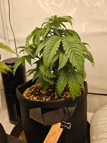 Growreport Bild 25