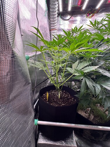 Growreport Bild 34