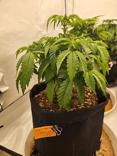 Growreport Bild 19