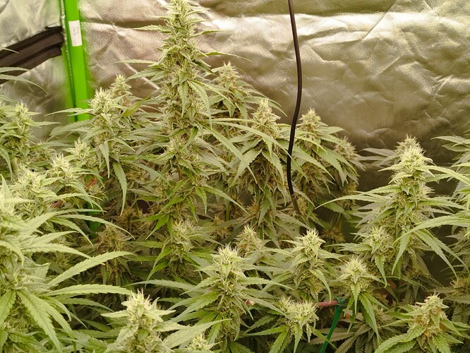 Mehrere blühende Cannabispflanzen in einem Zelt, mit dichtem Blattwerk und beginnenden Blütenständen.