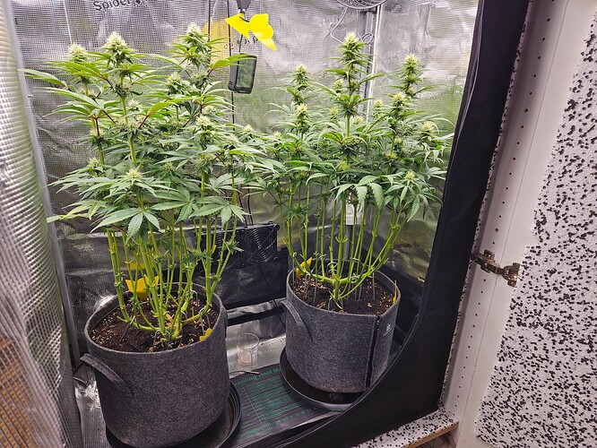 Growreport Bild 1