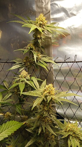 Growreport Bild 2