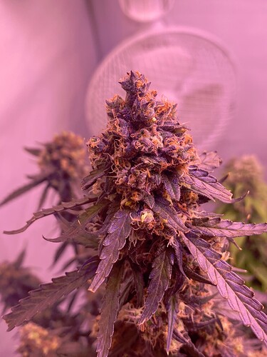 Growreport Bild 12