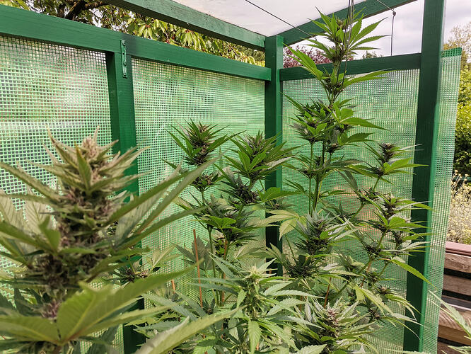 Lucky Hemp LT53 (4)