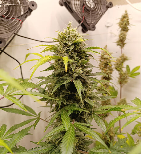 Growreport Bild 14