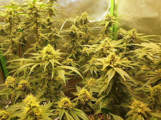 Growreport Bild 4