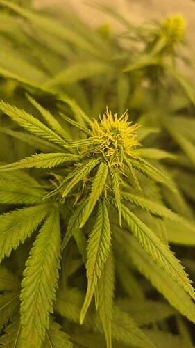 Growreport Bild 2