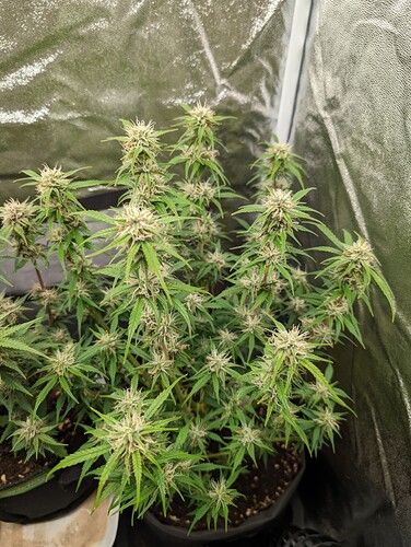 Growreport Bild 11