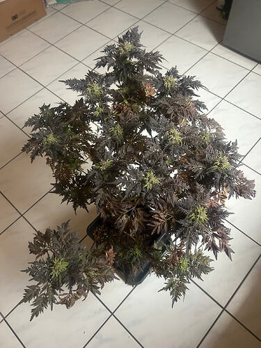 Threema_2026-03-28_10-23-33