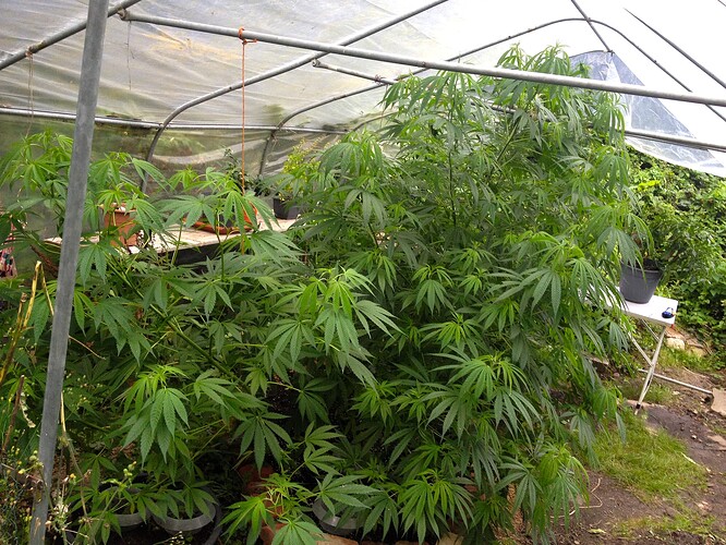 Growreport Bild 36