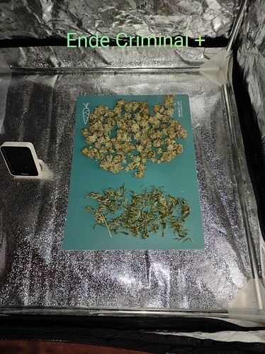Growreport Bild 5