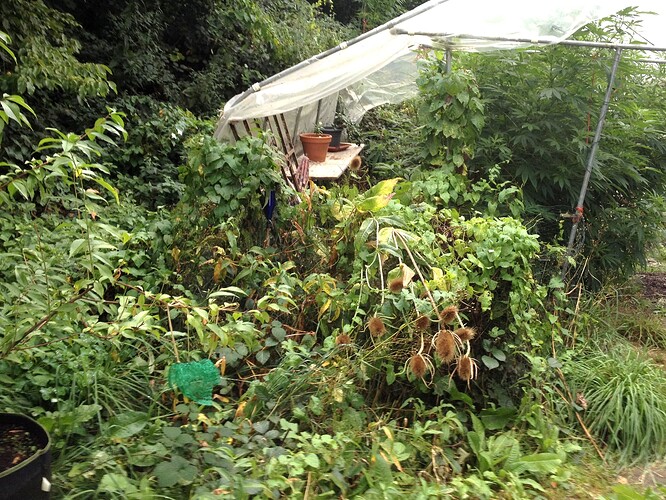 Grow25_0920_04vorher