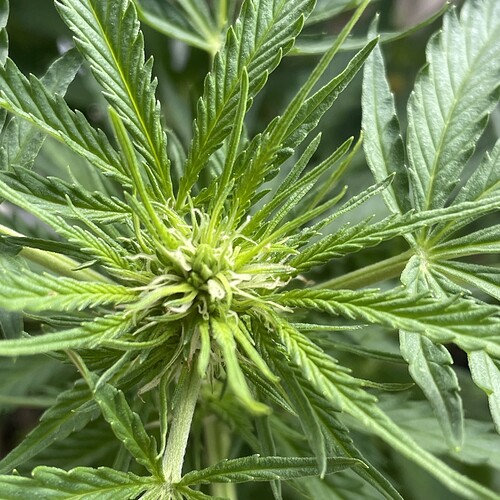 Growreport Bild 3