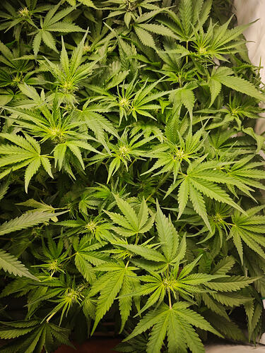 Growreport Bild 44