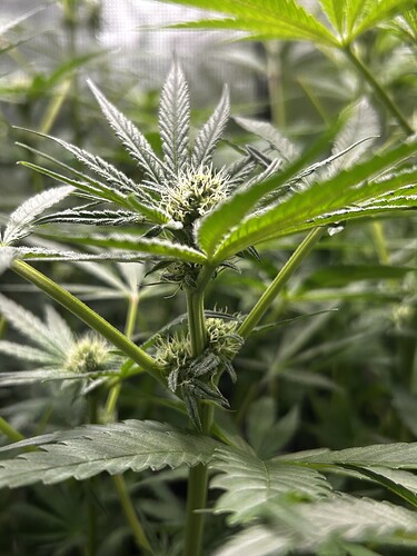 Growreport Bild 53