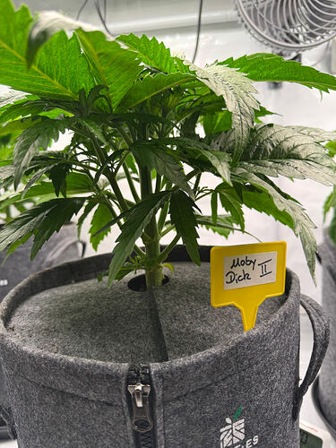 Growreport Bild 25