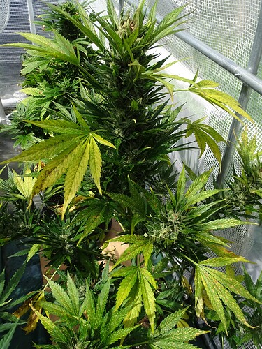 Growreport Bild 15