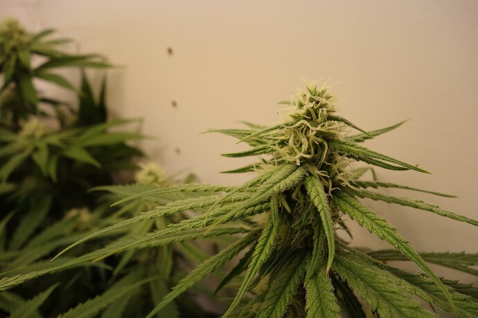 Growreport Bild 5